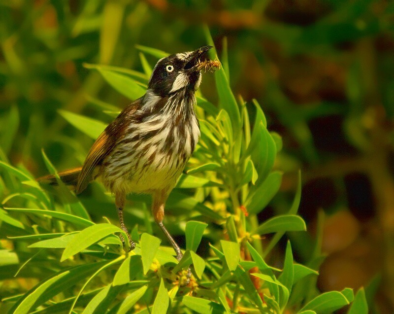 New Holland Honeyeater