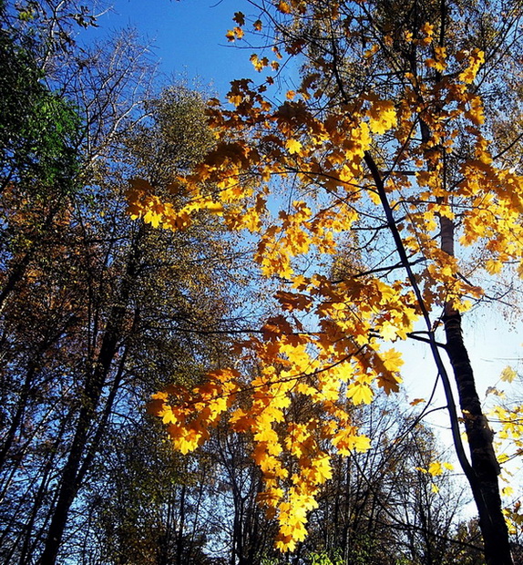 Клен осенний