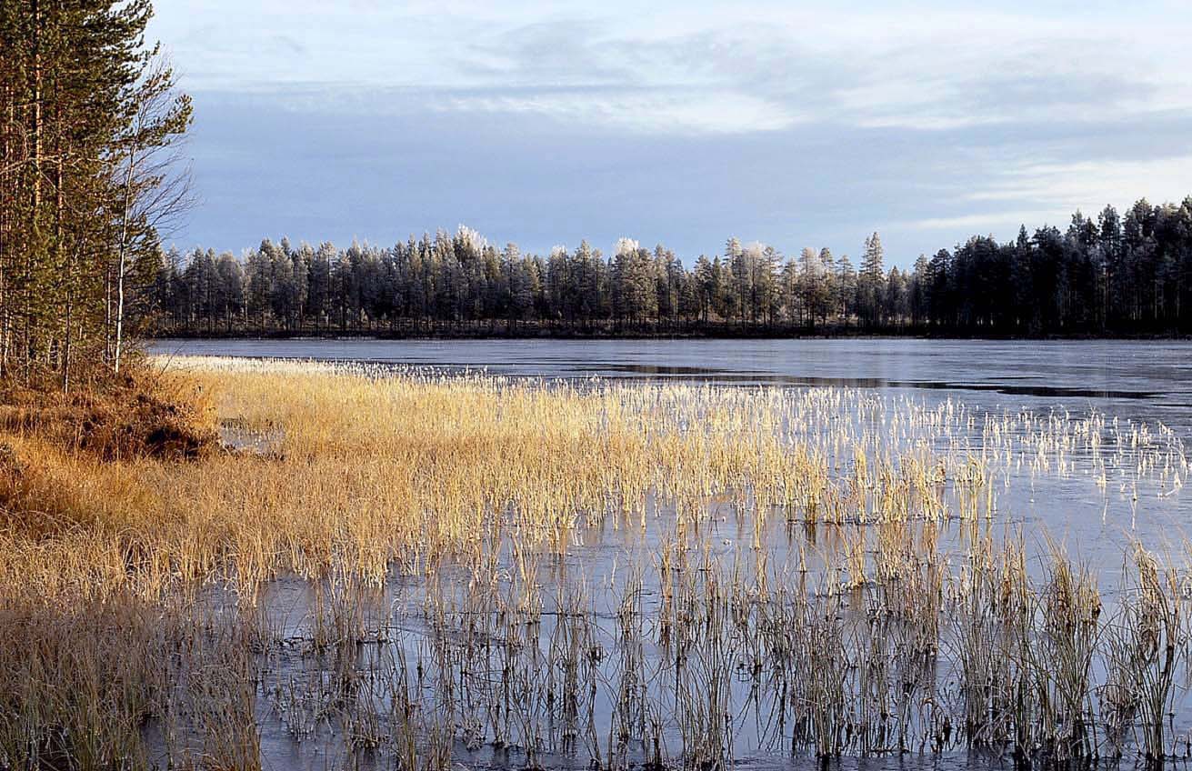 морозное утро