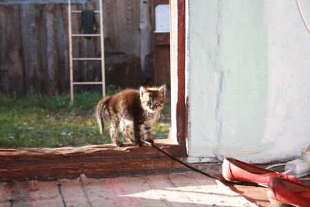 Котёнок