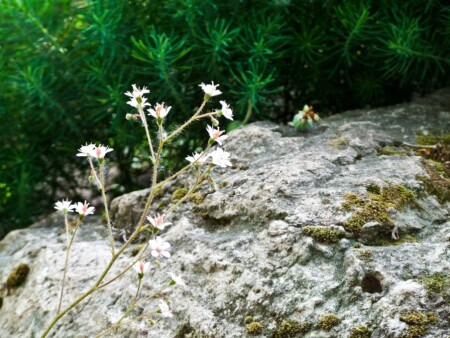 утро в альпах
