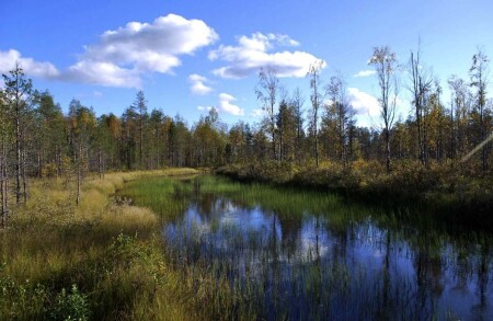 лесная речушка