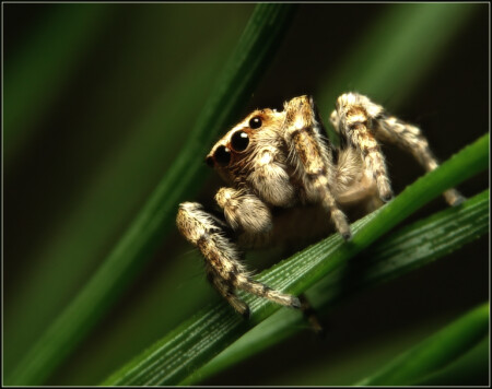 Чёрные глаза.