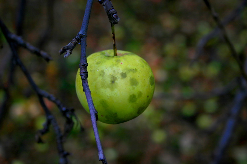 Life is ... Apple