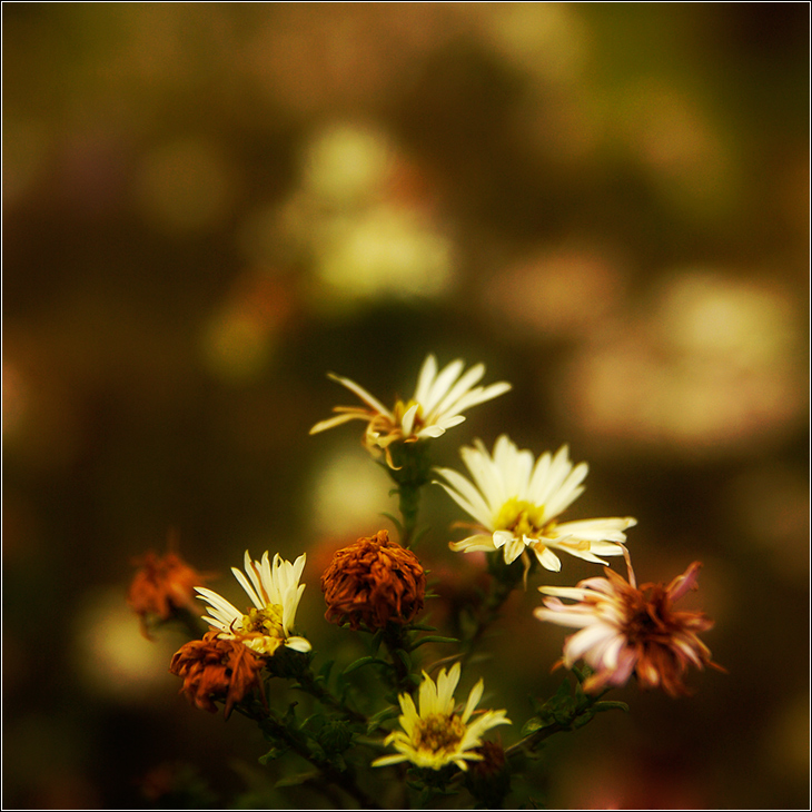 Bouquet