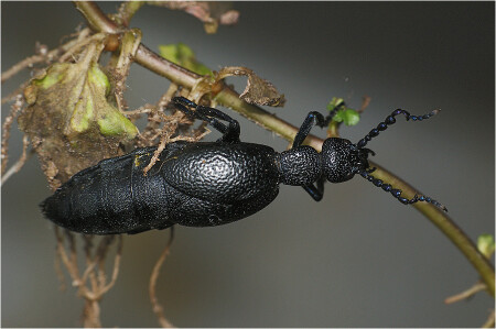 Майка обыкновенная 