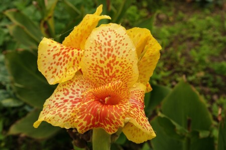 осенний цвет