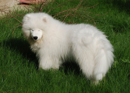 &amp;quot;китайская&amp;quot; собака