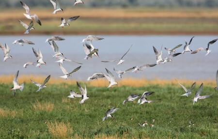 Крачкость местности