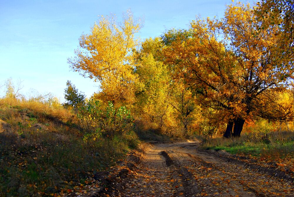 Дорога в осень