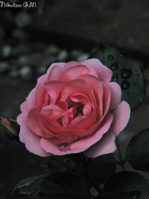 Pink in Black