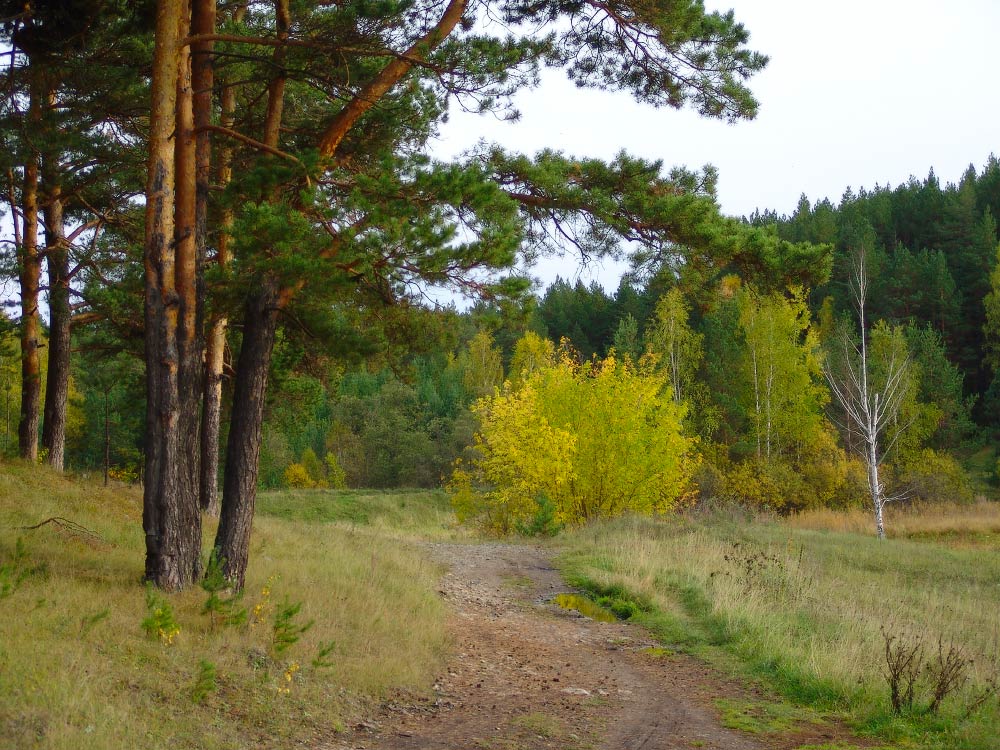 Дорога в осень.