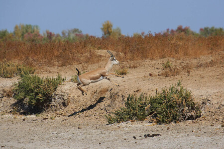 Обгоняя тень