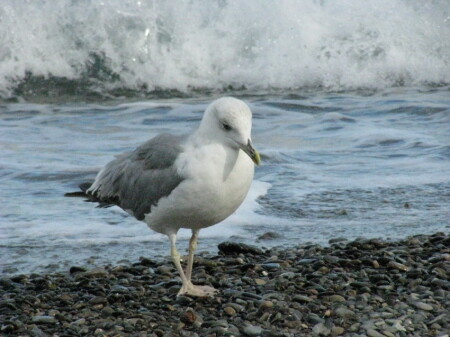 Сухим из воды!
