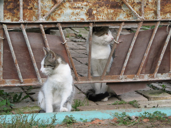 Кошки деревенские