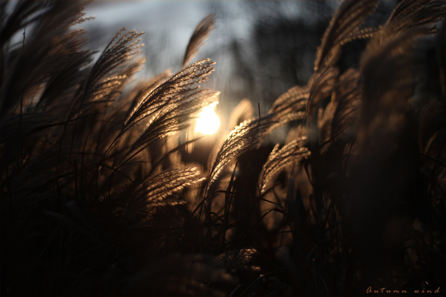 Autumn wind