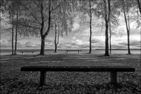 Скамейки стоят среди берез у Мологи у пляжа в Весьегонске