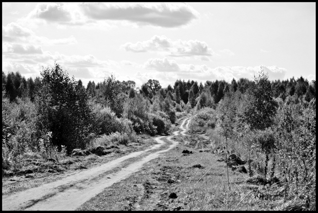 Дорога в грибной лес.