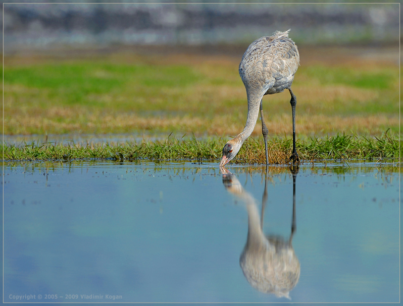 Common Crane: испить водицы ...