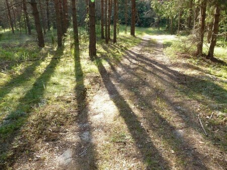 Полосатый лес (2)