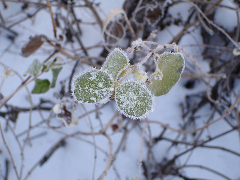 White &amp; Green