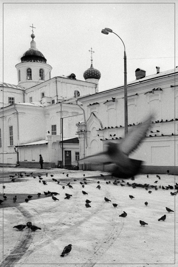 Арзамас. Голуби.