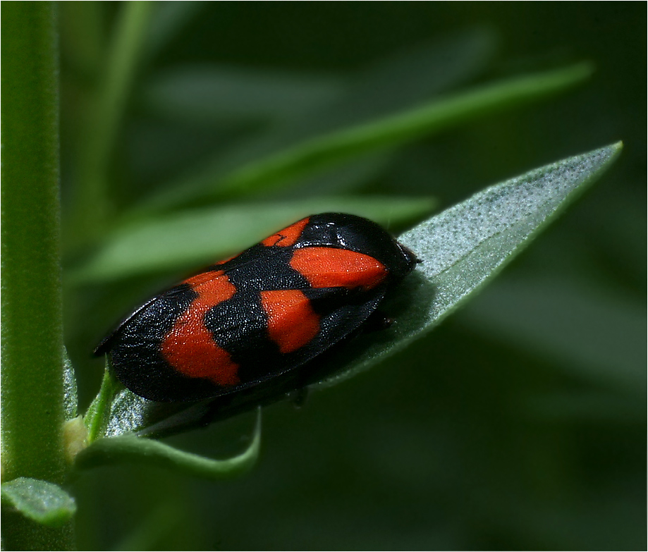 Цикадка Церкопис - Cercopis vulnerata 