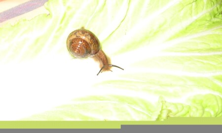 Найденная улитка1