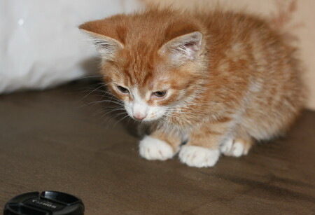 Что же мне с тобой сделать, пока хозяин отвернулся