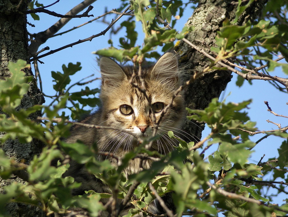 Котёнок на дереве