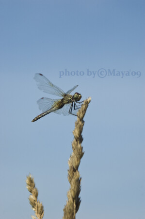 стрекоз-лето