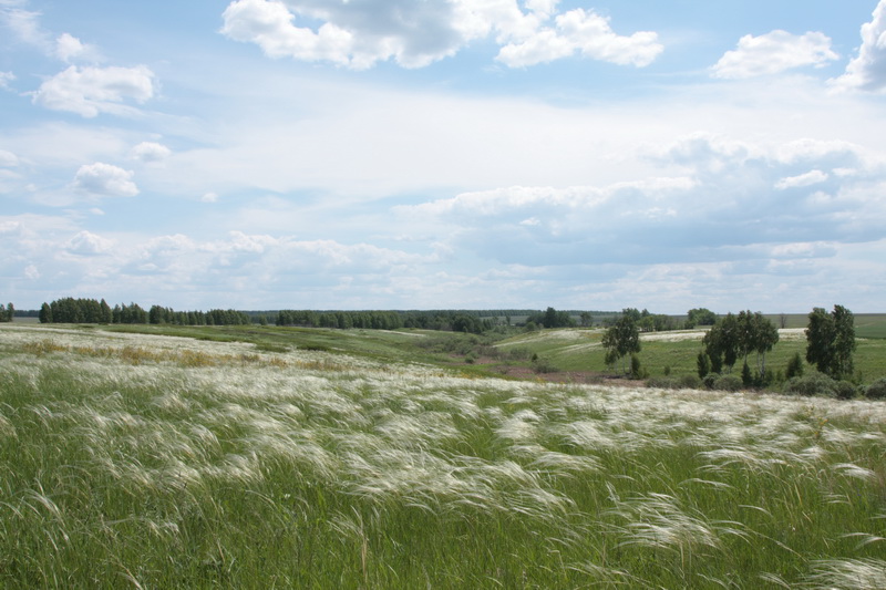 Ковыльная степь