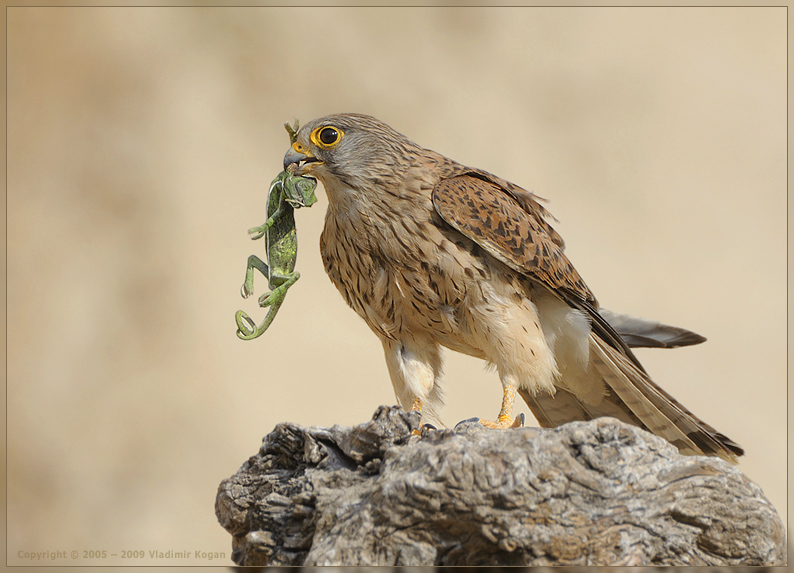 Kestrel: &quot;Зелененьким он был ...&quot;