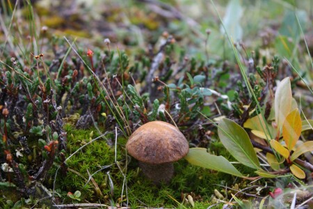 пясинский гриб