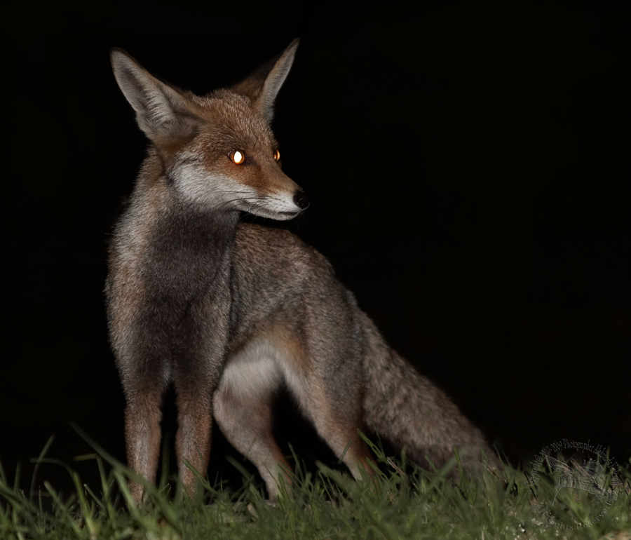 vulpes vulpeos