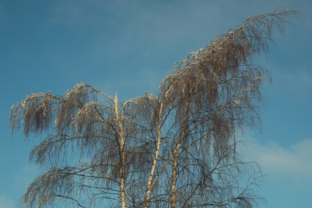 жестокая красота