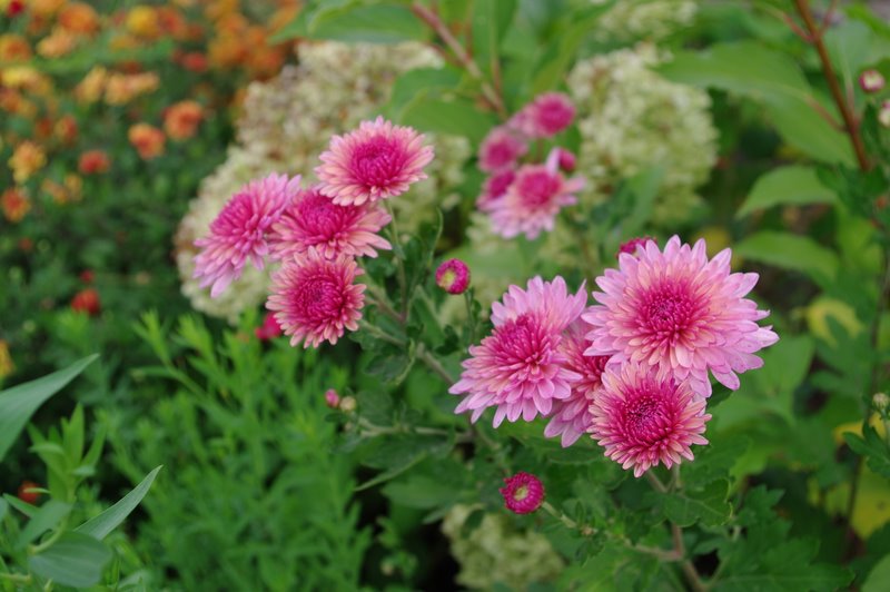 Chrysanthemum 2