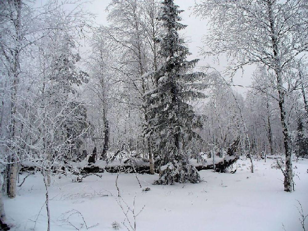 Северная тайга