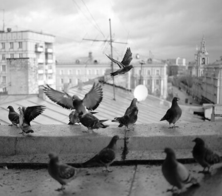 Голуби