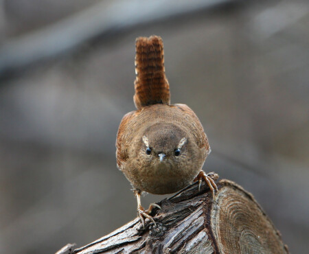 Щас вылетит птичка