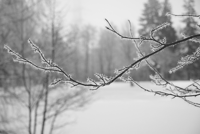 Первые зимние листочки