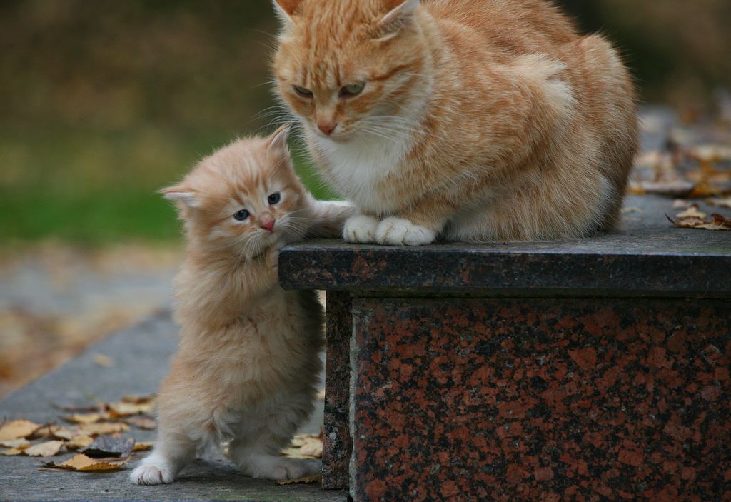 Кошка с котенком