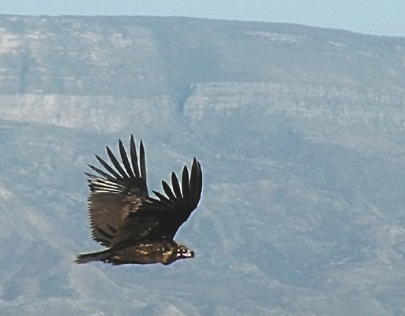 Черный гриф (Aegypius monachus).