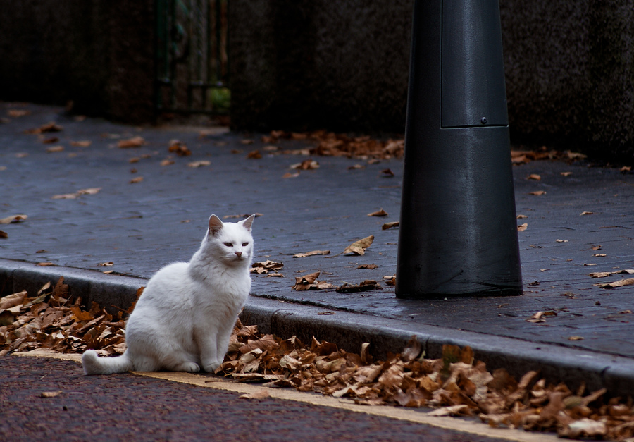 Осенний кот