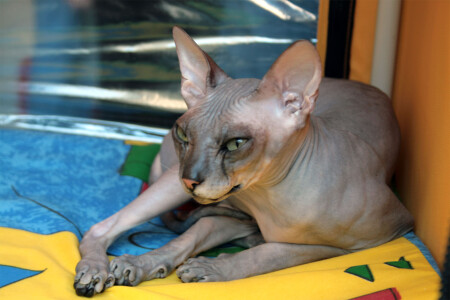 Донской сфинкс