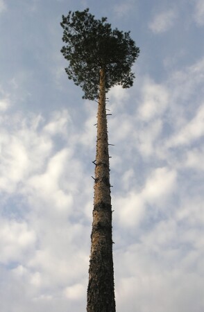 Cтремящееся ввысь