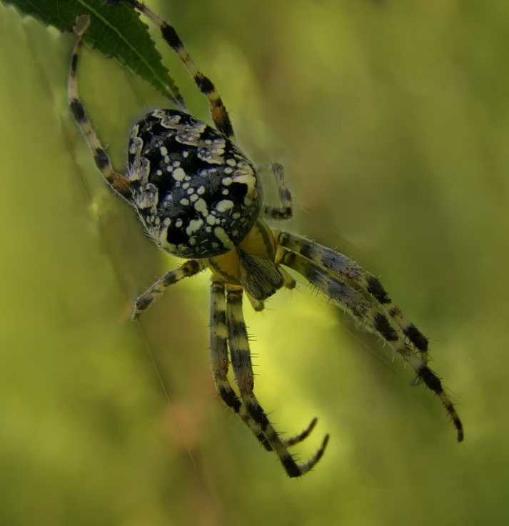 Araneus Diadematus