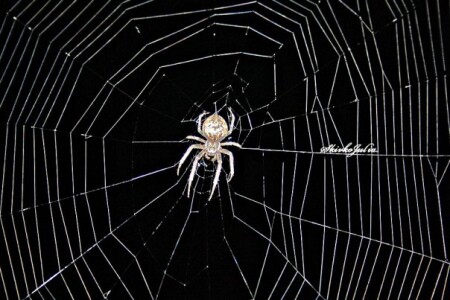 Spider