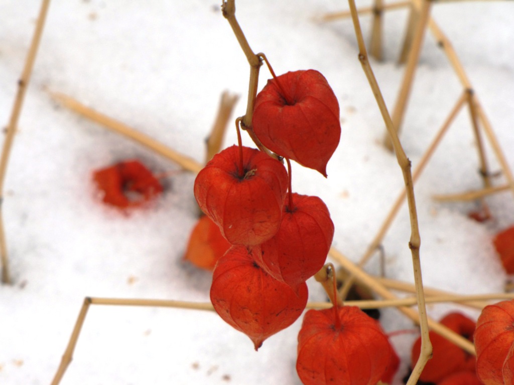 ORANGE WINTER