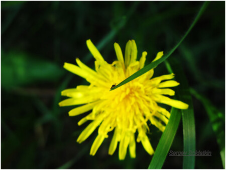 Большой мир